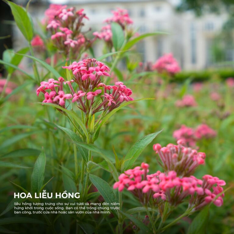 ĐIỂM CÁC SẮC HOA TẠI VAN PHUC CITY